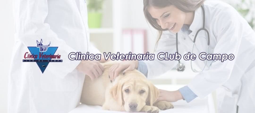 veterinario club campo